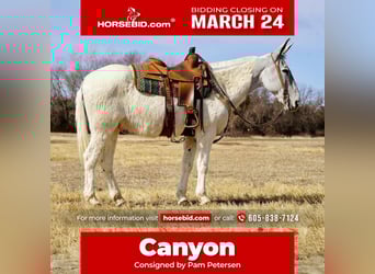 Mule, Gelding, 14 years, 15,2 hh, Gray