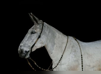 Mule, Gelding, 14 years, 16.2 hh, Grey