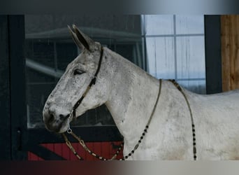 Mule, Gelding, 14 years, 16.2 hh, Grey