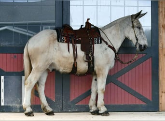 Mule, Gelding, 14 years, 16.2 hh, Grey