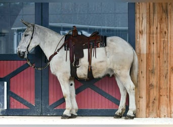 Mule, Gelding, 14 years, 16,2 hh, Grey