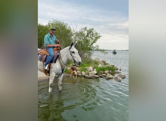 Mule, Gelding, 14 years, 17 hh, Gray