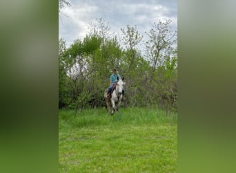 Mule, Gelding, 14 years, 17 hh, Gray