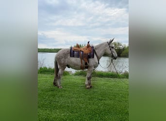 Mule, Gelding, 14 years, 17 hh, Gray