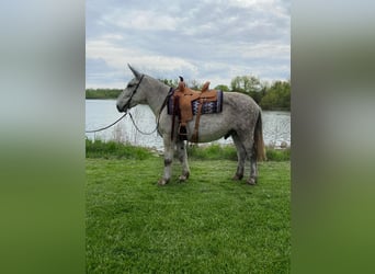 Mule, Gelding, 14 years, 17 hh, Gray