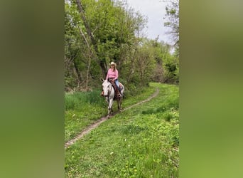 Mule, Gelding, 14 years, 17 hh, Gray