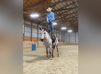 Mule, Gelding, 14 years, 17 hh, Gray