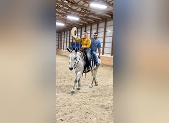 Mule, Gelding, 14 years, 17 hh, Gray