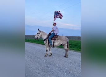 Mule, Gelding, 14 years, 17 hh, Gray