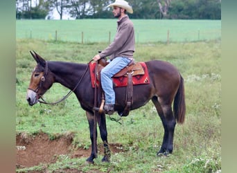 Mule, Gelding, 14 years, Black