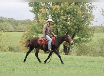 Mule, Gelding, 14 years, Black