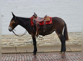 Mule, Gelding, 14 years, Black