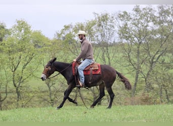 Mule, Gelding, 14 years, Black