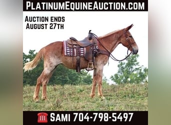 Mule, Gelding, 14 years, Sorrel