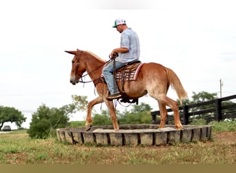 Mule, Gelding, 14 years, Sorrel