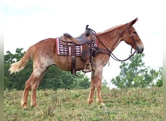 Mule, Gelding, 14 years, Sorrel