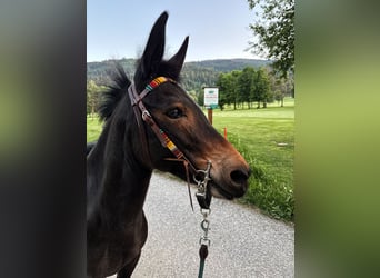 Mule, Gelding, 15 years, 12.2 hh, Bay-Dark