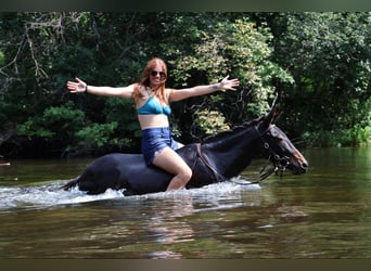 Mule, Gelding, 15 years, 13.1 hh, Black