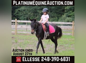 Mule, Gelding, 15 years, 13.1 hh, Black