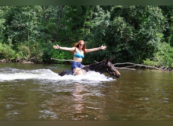 Mule, Gelding, 15 years, 13,1 hh, Black