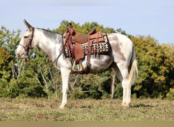 Mule, Gelding, 15 years, 14,1 hh, Tobiano-all-colors