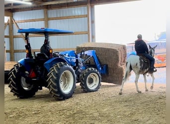 Mule, Gelding, 15 years, 14,1 hh, Tobiano-all-colors