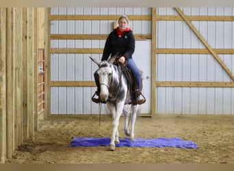 Mule, Gelding, 15 years, 14,1 hh, Tobiano-all-colors