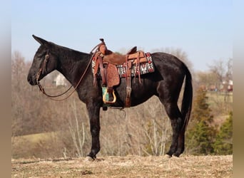 Mule, Gelding, 15 years, 14,2 hh, Black