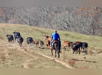 Mule, Gelding, 15 years, 14,2 hh, Black