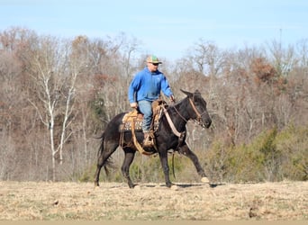 Mule, Gelding, 15 years, 14,2 hh, Black