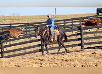 Mule, Gelding, 15 years, 14,2 hh, Black