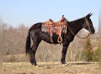 Mule, Gelding, 15 years, 14,2 hh, Black