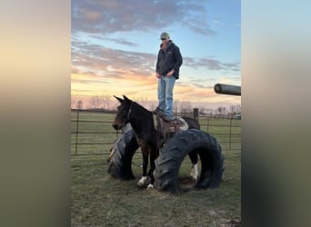 Mule, Gelding, 15 years, 14,2 hh, Black