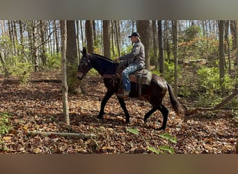 Mule, Gelding, 15 years, 14,3 hh, Black