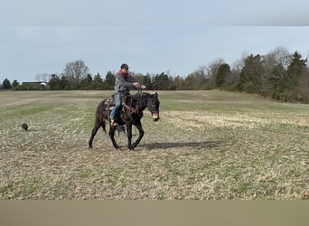 Mule, Gelding, 15 years, 14,3 hh, Black