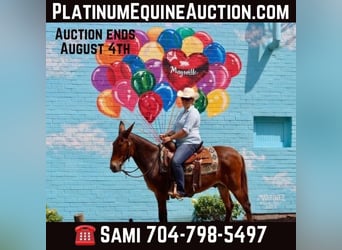 Mule, Gelding, 15 years, 14 hh, Bay