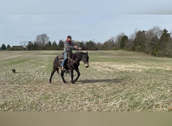 Mule, Gelding, 15 years, 14 hh, Black