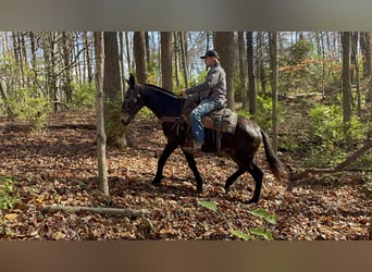 Mule, Gelding, 15 years, 14 hh, Black