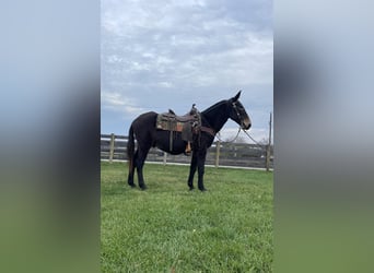 Mule, Gelding, 15 years, 14 hh, Black