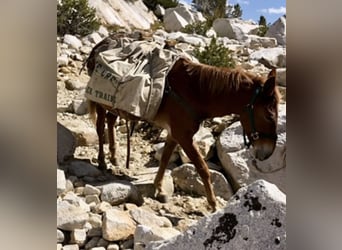 Mule, Gelding, 15 years, 14 hh, Chestnut