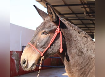 Mule, Gelding, 15 years, 14,3 hh, Brown
