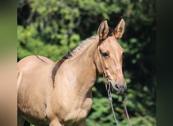 Mule, Gelding, 15 years, 15.1 hh, Buckskin
