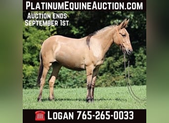 Mule, Gelding, 15 years, 15.1 hh, Buckskin