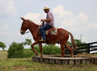 Mule, Gelding, 15 years, 15,1 hh, Sorrel