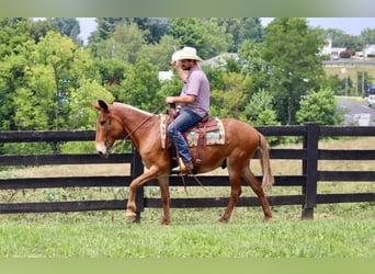 Mule, Gelding, 15 years, 15,1 hh, Sorrel