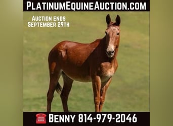 Mule, Gelding, 15 years, 15.1 hh, Sorrel