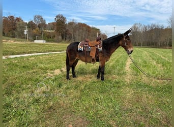 Mule, Gelding, 15 years, 15 hh, Bay