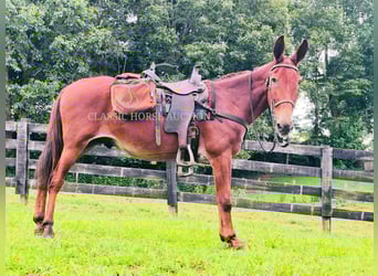 Mule, Gelding, 15 years, 15 hh, Sorrel