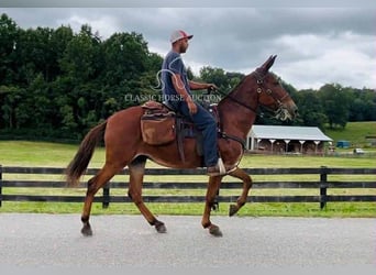 Mule, Gelding, 15 years, 15 hh, Sorrel