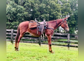 Mule, Gelding, 15 years, 15 hh, Sorrel